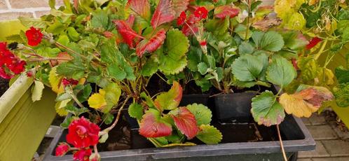 9 potjes Aardbei Toscana (rode/roze bloemen en/of vruchten), Tuin en Terras, Planten | Tuinplanten, Vaste plant, Fruitplanten