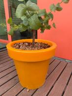 2 eucalyptus boompjes var debeuzevillei, Ophalen