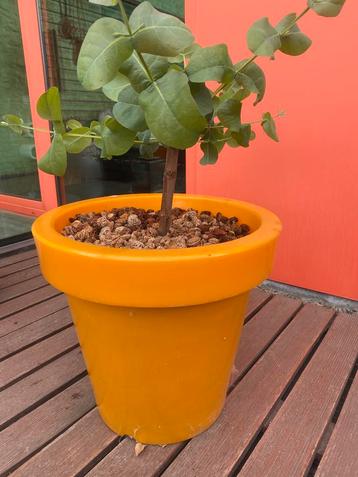 2 eucalyptus boompjes var debeuzevillei beschikbaar voor biedingen