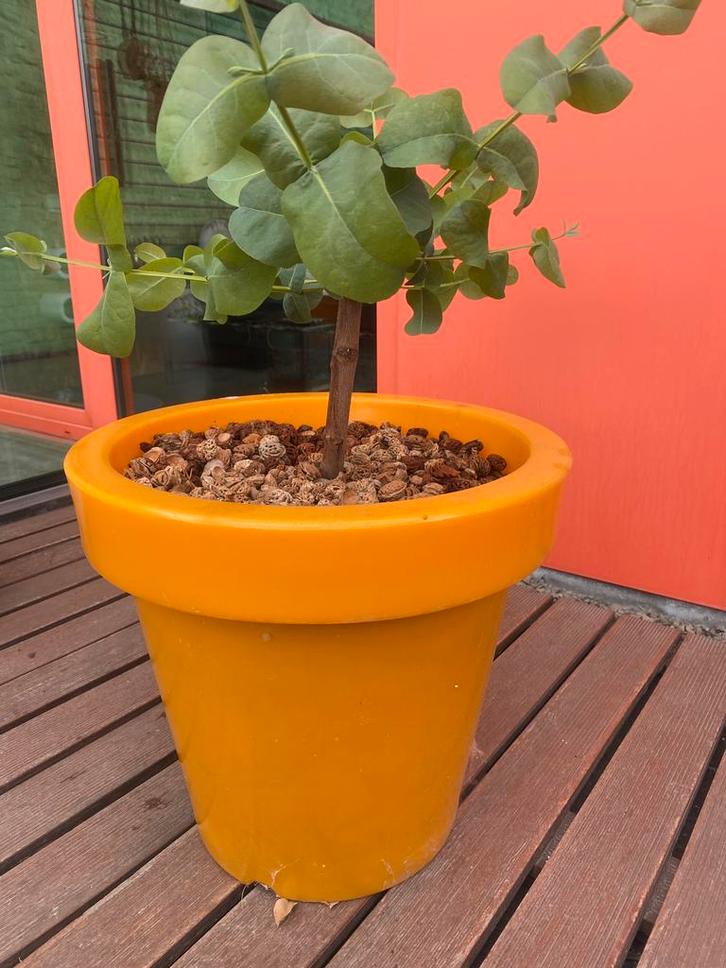 2 eucalyptus boompjes var debeuzevillei, Tuin en Terras, Planten | Bomen, Ophalen