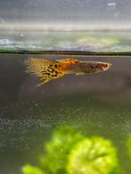 Guppen (raszuiver) *DRINGEND, Dieren en Toebehoren