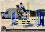 11 jarig recreatie ruin, B, Ruin, 160 tot 165 cm, 11 jaar of ouder