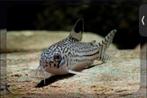 STERBAI corydora ben opzoek, Dieren en Toebehoren, Vissen | Aquariumvissen