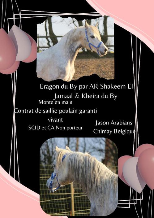 Saillies 2025 P.S.Arabe, Dieren en Toebehoren, Paarden en Pony's | Dekhengsten en Fokmerries, Hengst