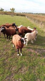 Schapen schaap, Dieren en Toebehoren, Schaap