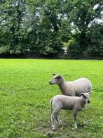 Schaap met ooilam, Vrouwelijk, Schaap, 0 tot 2 jaar