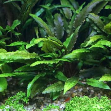 Aquariumplant - Cryptocoryne wendtii green beschikbaar voor biedingen