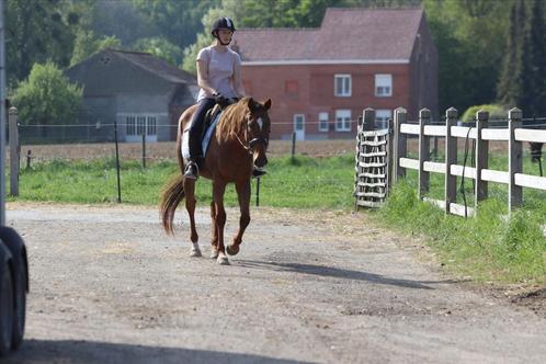 Ontzettends lieve merrie, Dieren en Toebehoren, Paarden, Merrie