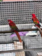 Koppel rosella