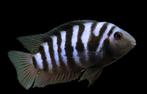 1 zebrachiclide eenzaat :(, Dieren en Toebehoren, Vissen | Aquariumvissen, Zoetwatervis, Vis