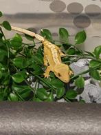 Wimpergekko, Dieren en Toebehoren