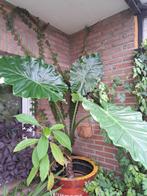 kamerplanten te koop of te ruil, Ophalen
