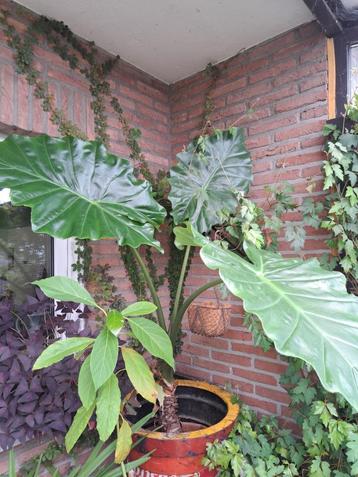 kamerplanten te koop of te ruil beschikbaar voor biedingen