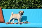 Prachtige Mopshond pupjes, Dieren en Toebehoren, Honden | Bulldogs, Pinschers en Molossers, België, Overige rassen, CDV (hondenziekte)
