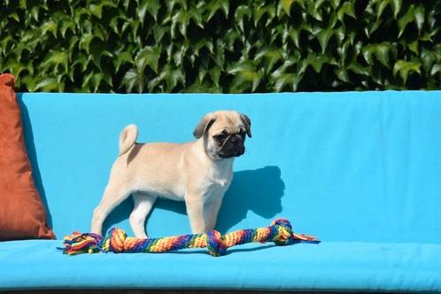 Prachtige Mopshond pupjes, Dieren en Toebehoren, Honden | Bulldogs, Pinschers en Molossers, Meerdere dieren, Overige rassen, Fokker | Professioneel