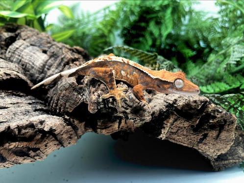 Fel oranje wimperbaby mooi contrasterende crests (poss)vrouw, Dieren en Toebehoren, Reptielen en Amfibieën