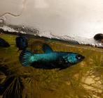 Betta vis jongen, Dieren en Toebehoren