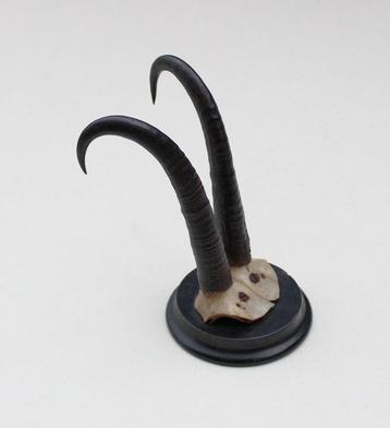 Antieke GEMS hoorns / gewei op rond schild - rond 1920 (# E) beschikbaar voor biedingen