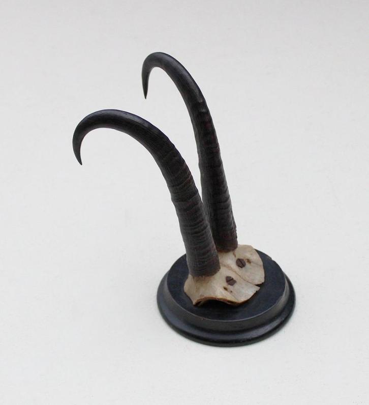 Antieke GEMS hoorns / gewei op rond schild - rond 1920 (# E), Verzamelen, Dierenverzamelingen, Gebruikt, Gewei of Kop, Wild dier