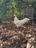 Haan, Dieren en Toebehoren, Pluimvee, Mannelijk, Kip