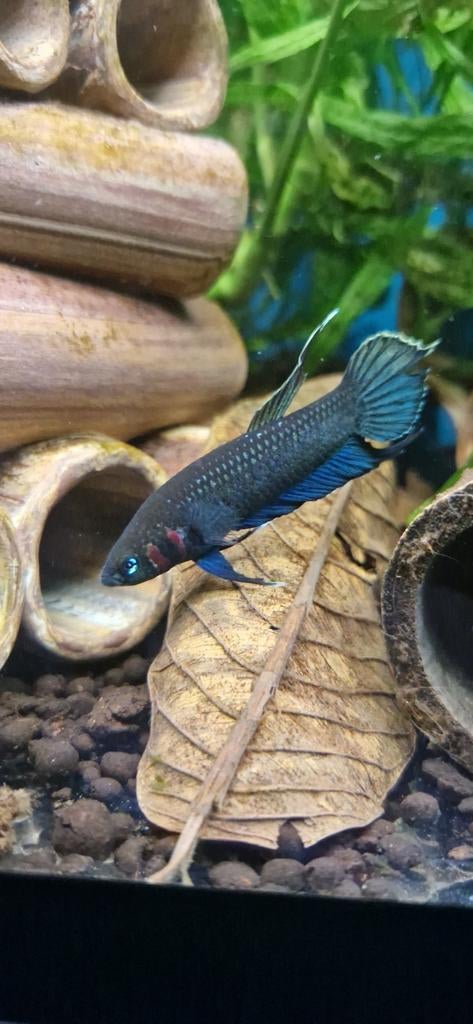 Wilde Betta Mandor, Dieren en Toebehoren, Vissen | Aquariumvissen, Zoetwatervis, Vis