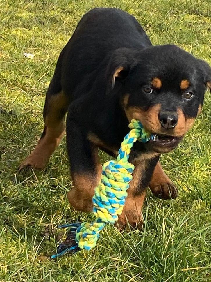 2 males rottweilers disponibles, Animaux & Accessoires, Chiens | Bouledogues, Pinschers & Molossoïdes, Chien (mâle), Rottweiler