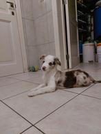 Super lieve border collie x aussie pup (opgegroeid in huis), Dieren en Toebehoren, Honden | Herdershonden en Veedrijvers, België