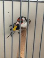 Parva Witkeel man van 2025, Animaux & Accessoires, Oiseaux | Oiseaux Autre