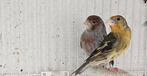 Femelle métis chardonnerets X canaris trs bonne eleveuse, Vrouwelijk, Wildzangvogel, Geringd