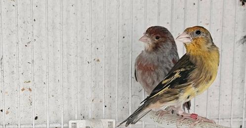 Femelle métis chardonnerets X canaris trs bonne eleveuse, Dieren en Toebehoren, Vogels | Overige Vogels, Wildzangvogel, Vrouwelijk
