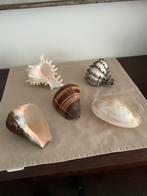 Mooie collectie schelpen o.a. koningsschelp, Collections, Minéraux & Fossiles, Enlèvement, Coquillage(s)