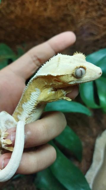 Geel lily white wimpergekko vrouw beschikbaar voor biedingen