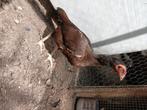 Shamo aseel hen te koop, Dieren en Toebehoren, Pluimvee, Vrouwelijk, Kip