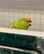 Kakariki kakarikis, Meerdere dieren, Parkiet, Geringd