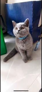 Kittes te koop