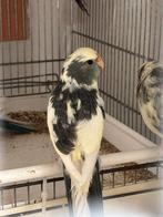 Voliere kakariki bourkes caique