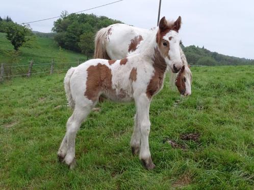 Tinker/Irish cob veulens, jaarlingen en ouder., Dieren en Toebehoren, Paarden, Meerdere dieren, Minder dan 160 cm, 0 tot 2 jaar