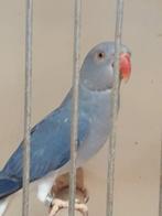 Halsband parkieten, Dieren en Toebehoren, Vogels | Parkieten en Papegaaien, Meerdere dieren, Parkiet, Geringd