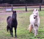 2 mooie Grote pony ruinen 1:16/1:17, Dieren en Toebehoren, Pony's, Ruin, A pony (tot 1.17m), Gechipt, 3 tot 6 jaar
