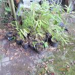 Bamboeplanten Pseudosasa Japonica, Tuin en Terras, Vaste plant, Bloeit niet, Halfschaduw, Ophalen