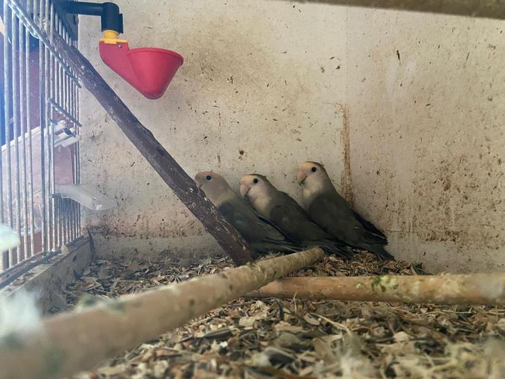 mooi groepje agapornide, Dieren en Toebehoren, Vogels | Parkieten en Papegaaien, Dwergpapegaai of Agapornis, Meerdere dieren