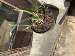 Pot oignons vivaces ,cherche basilic vivace, Tuin en Terras, Planten | Tuinplanten, Ophalen