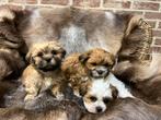 lhasa apso pupjes, Dieren en Toebehoren, Honden | Chihuahua's en Gezelschapshonden, België, Overige rassen, CDV (hondenziekte)