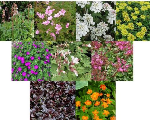 Lot de 17 plantes couvre-sol, Jardin & Terrasse, Plantes | Jardin, Plante fixe, Couvre-sol, Mi-ombre, Enlèvement