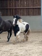 2jaarse tinkermerrie, Dieren en Toebehoren, Paarden, Merrie
