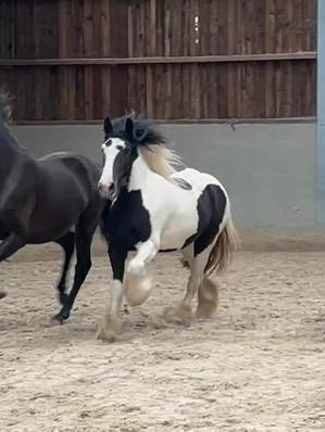 2jaarse tinkermerrie, Dieren en Toebehoren, Paarden, Merrie