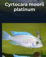 Moori platinum gezocht lieft groepje of jonge, Dieren en Toebehoren