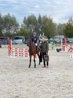 D pony, Dieren en Toebehoren, Gechipt, Ruin, Springpony, 11 jaar of ouder