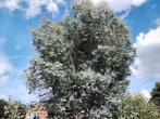 Eucalyptus- takken- Gratis, Tuin en Terras, Planten | Bomen, Ophalen