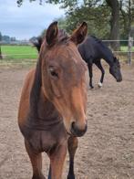 PRIJS VERLAAGD Feromas van Beek Z merrieveulen, Dieren en Toebehoren, Merrie, Z